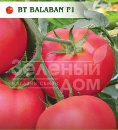 Семена томатов Балабан F1 / Balaban F1 Семена томатов Балабан F1 / Balaban F1 купить оптом и в розницу в Украине по выгодной цене